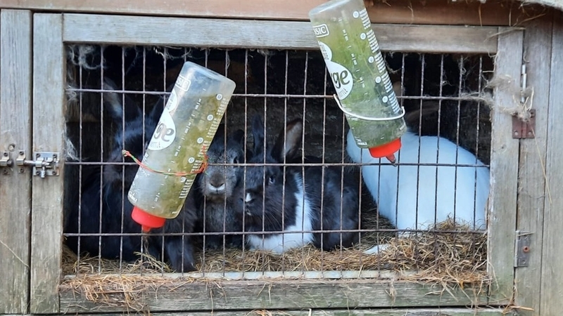 The animals were removed from the petting farm over a two-day period