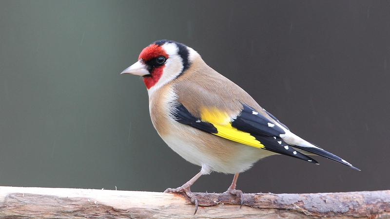 Photo Credit: Eric Dempsey.