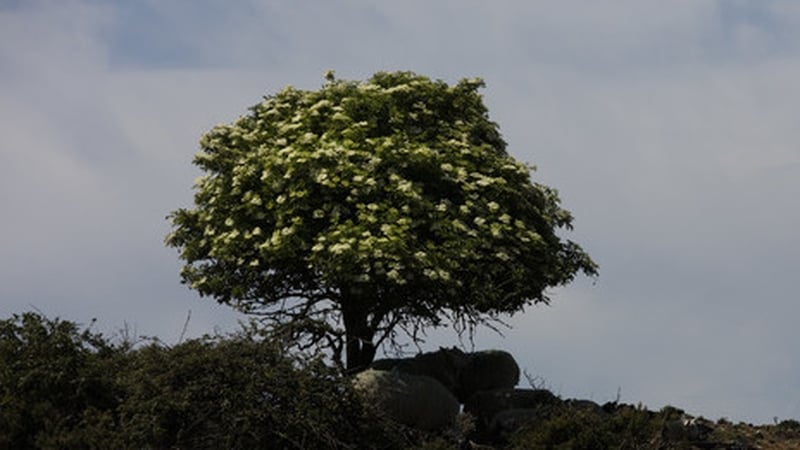 Pádraic Fogarty of the Irish Wildlife Trust said that 'Ireland is the most deforested country in the world' (Pic: RollingNews.ie)