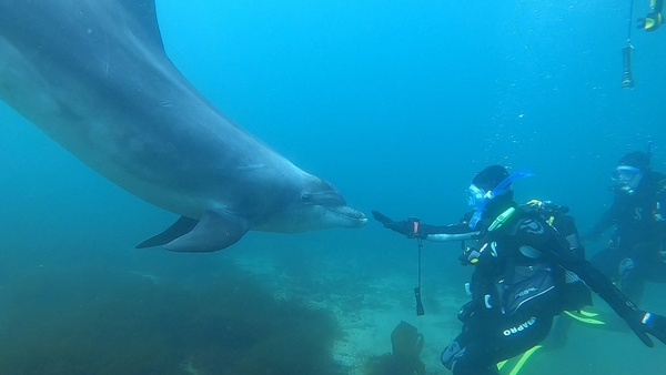 Two young divers have enjoyed a memorable encounter with Dusty the bottlenose dolphin off the west Clare coast