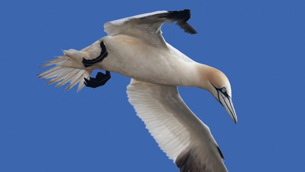 David Cabot's General Notes on Bird Identification