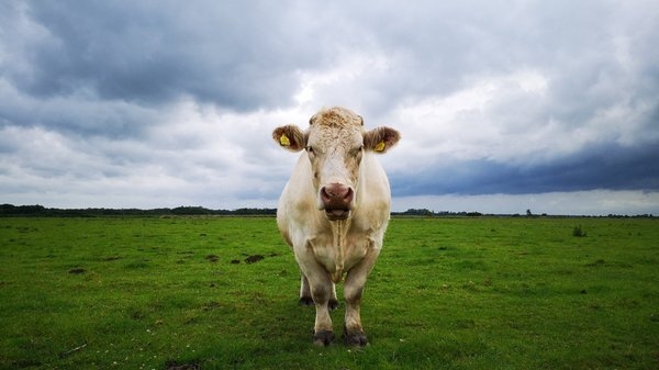 Documentary on One: Benjy the Little Gay Bull