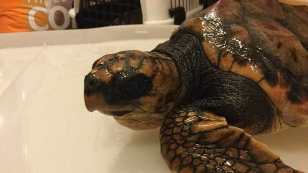 Rare turtle found off Donegal coast: 'We are treating the turtle