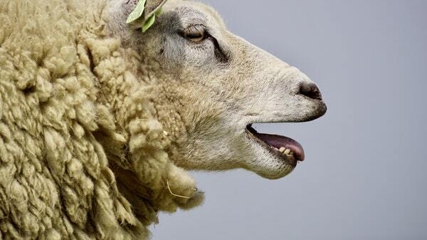 Countrywide: Shear craic in County Offaly