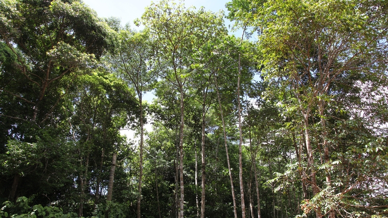 The study aims to help inform forest restoration projects around the world, giving a picture of where focusing action could be most beneficial