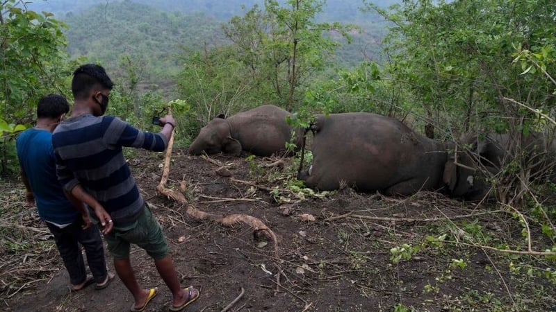Men stand near dead wild elephants, suspected to have been killed by lightning, on a hillside in Nagaon district of Assam state