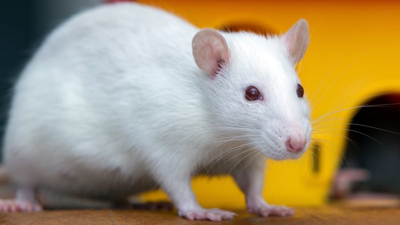 Oxygen was delivered in gas form to mice via their rectums (file image)