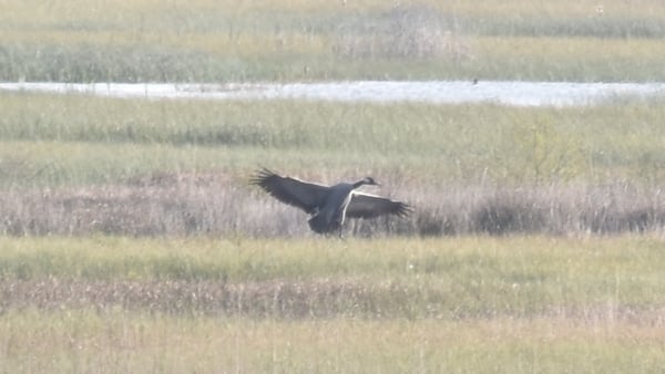 The cranes can grow to over four feet in height and are believed to have come here from the UK