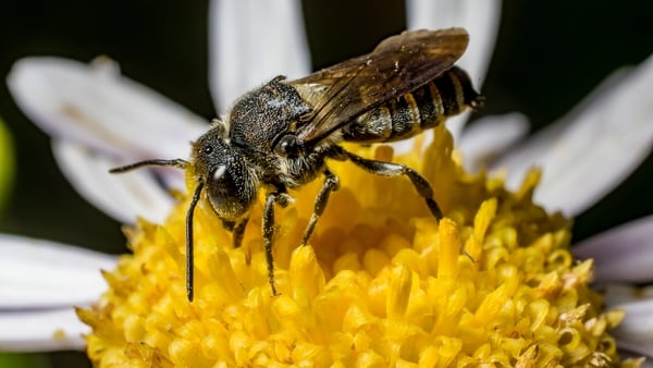 Total buzzer - a leafcutter bee