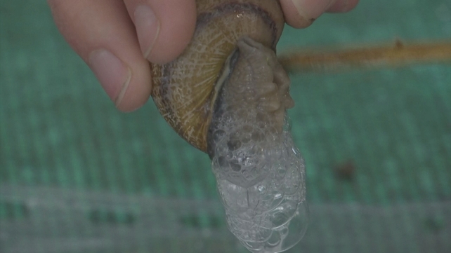 Damien Desrocher says the process does not harm the snails