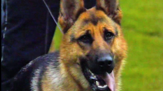 German Shepherd