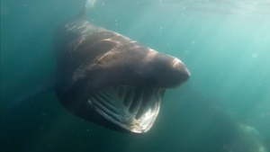 Explore Your Shore: Basking Sharks