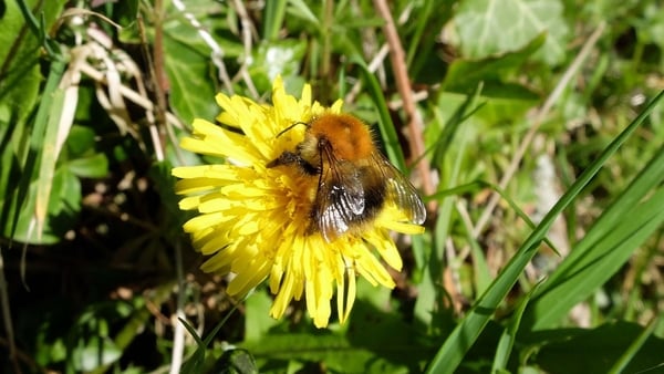 One of the residents of the Sanctuary. Credit: Clare-Louise Donelan
