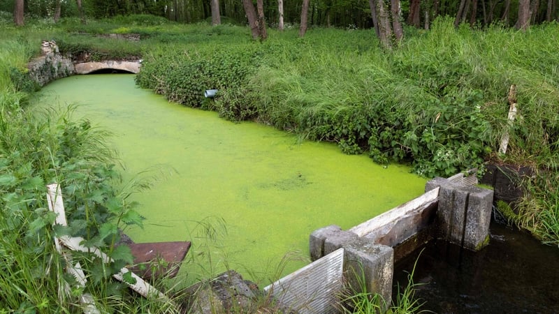 The Saint-Genest L'Enfant fish farm