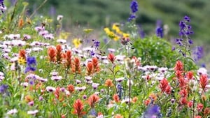 Businesses in Bloom  show image
