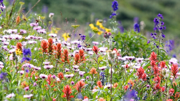 "There are no shortage of plants and people talking about them if you know where to look."