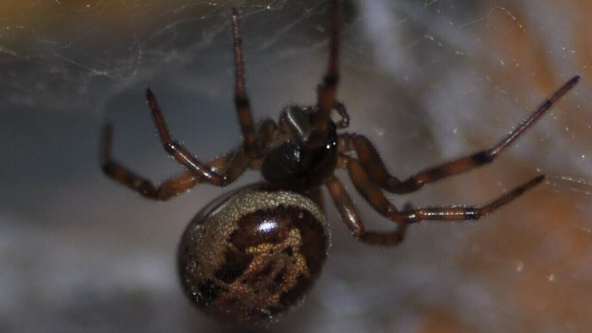 Noble false widows becoming more dominant in Irish towns