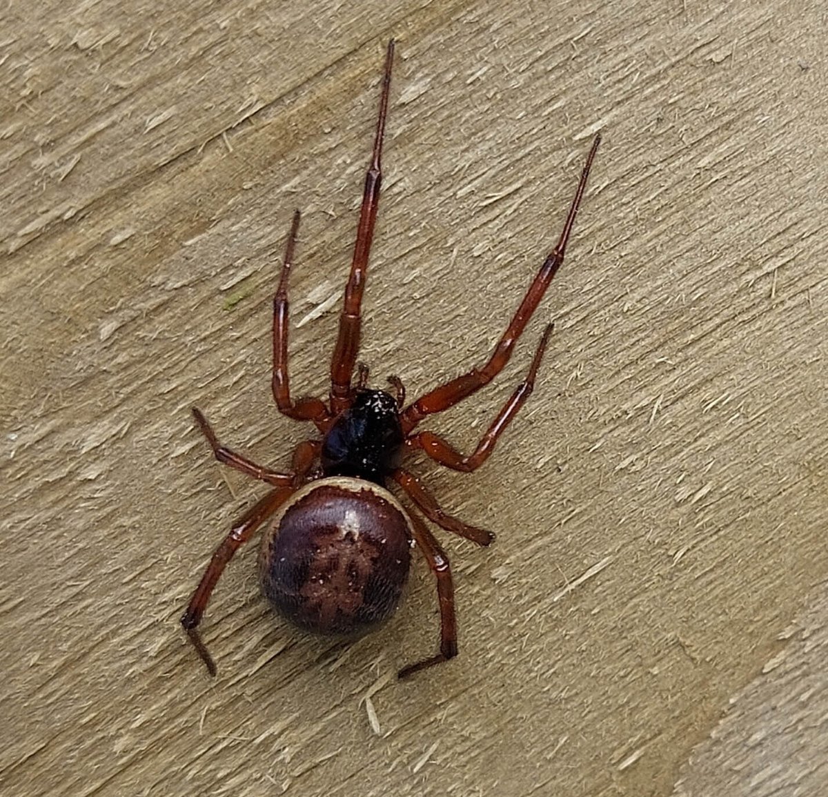 Phobias