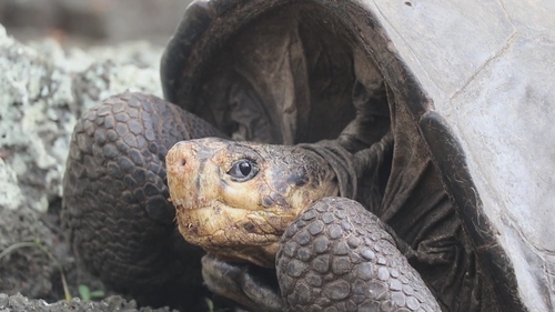 The now not extinct member of the Chelonoidis phantasticus species. Courtesy: Galapagos National Park.