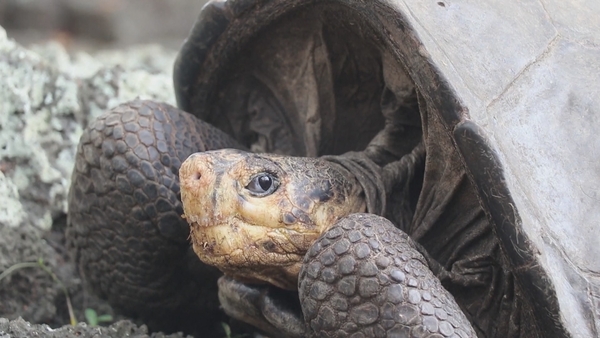 The now not extinct member of the Chelonoidis phantasticus species. Courtesy: Galapagos National Park.