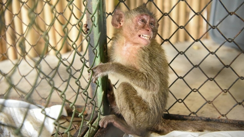 One of the wild monkeys rescued from a truck during a smuggling attempt sits in a cage at the animal field hospital in Nakhon Nayok (Pic: Thai Dept of Natural Parks, Wildlife and Plant Conservation)