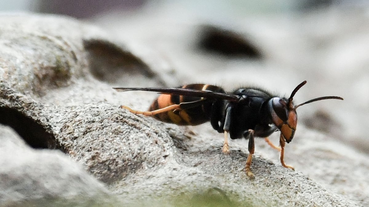 Hornet hovers in for happy hour