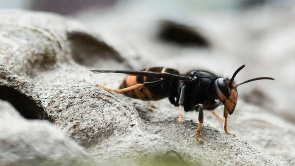 Hornet hovers in for happy hour