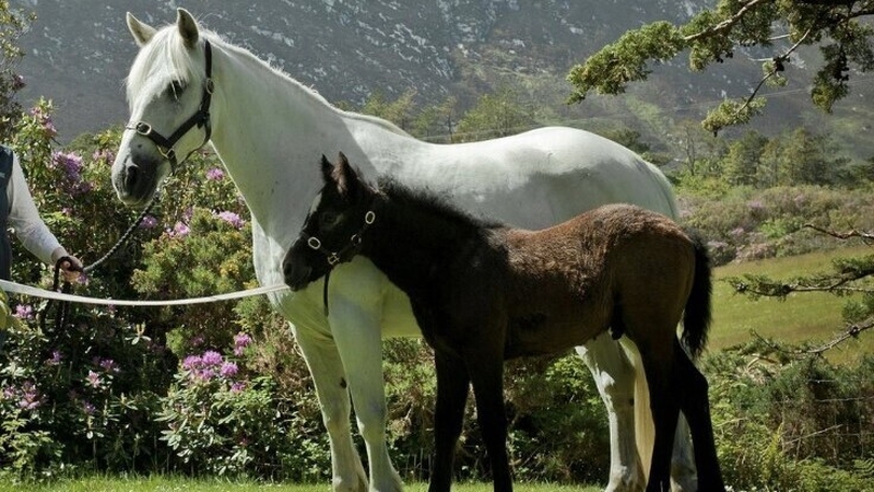 Snowy agus Aimhirgín