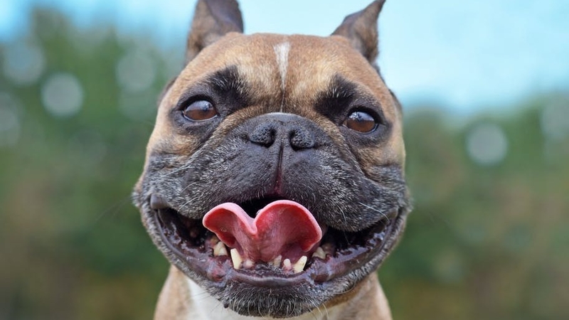 Relax lads, I'm not going to give you the Covid. Photo: Firn/ Shutterstock