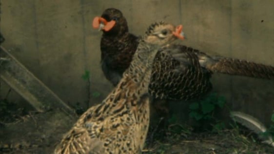 Pheasant spectacles used in Clones, County Monaghan, 1981.