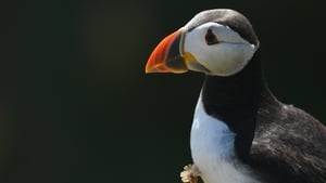 After 25 years, Puffins return to the Isle of Muck show image