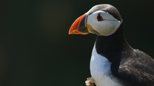 Atlantic puffins are being hit by a reduction in their seafood diet due to warming seas