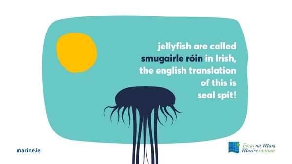 Let's get to know our jellyfish