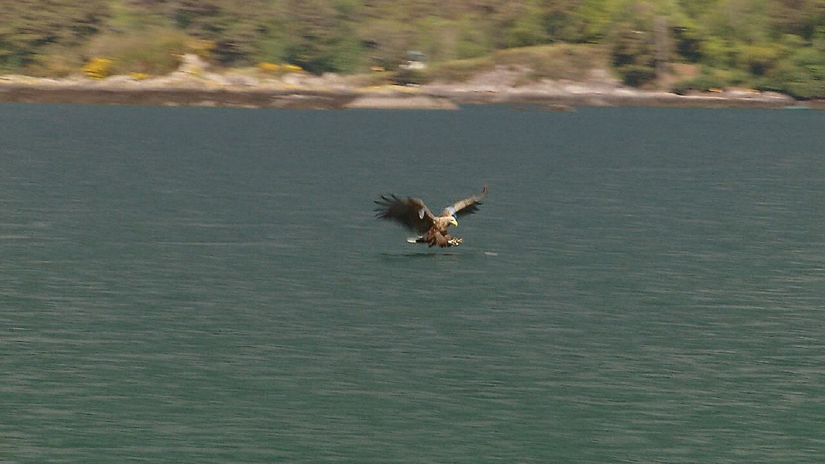 Re-introducing white-tailed sea eagles to Irish shores