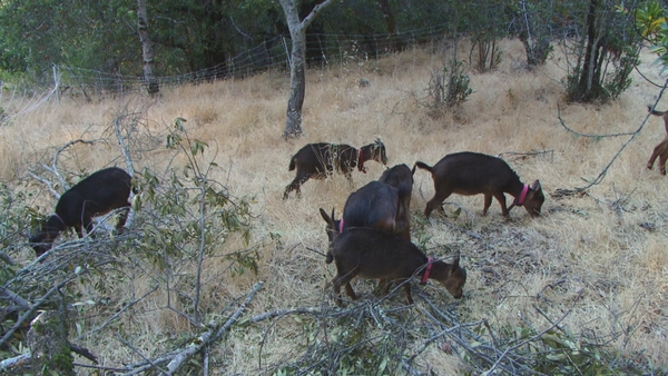 Goats are being used to clear dry grass and shrubs