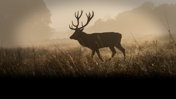 As deer and seal numbers surge, is culling the answer?
