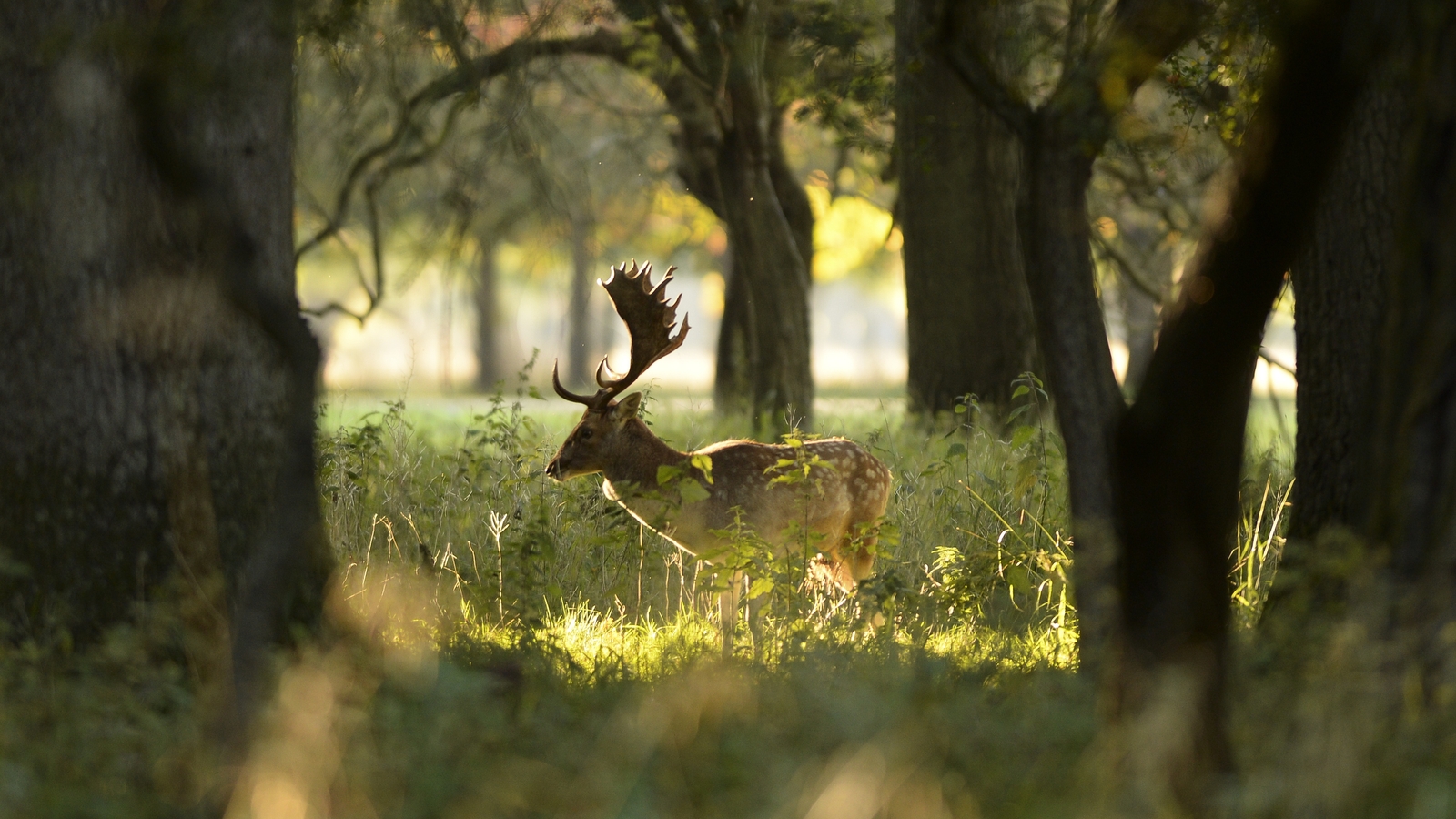Because it has no natural predator, deer as a species is at the top of the food chain