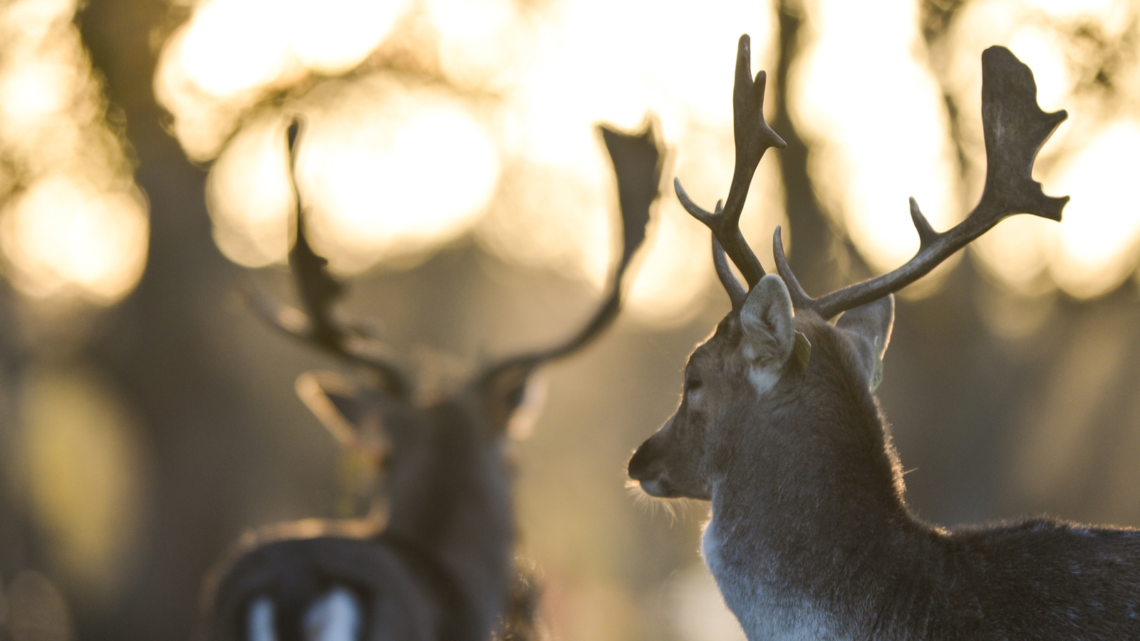 Deer culling raises strong hostility among animal rights activists