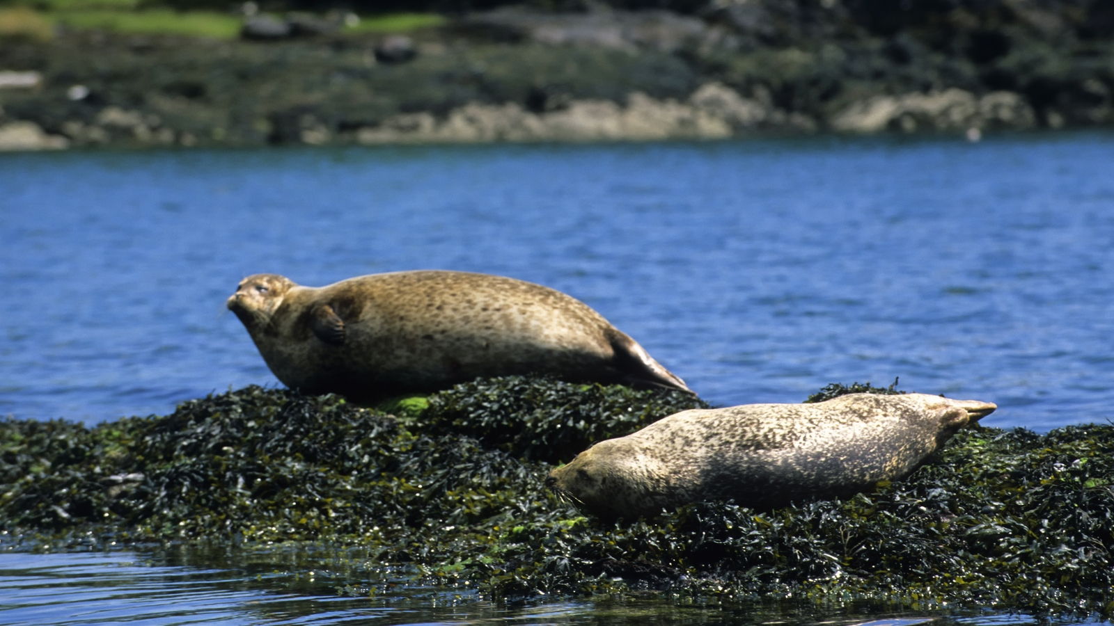 Activists believe there are more sustainable alternatives to culling seals