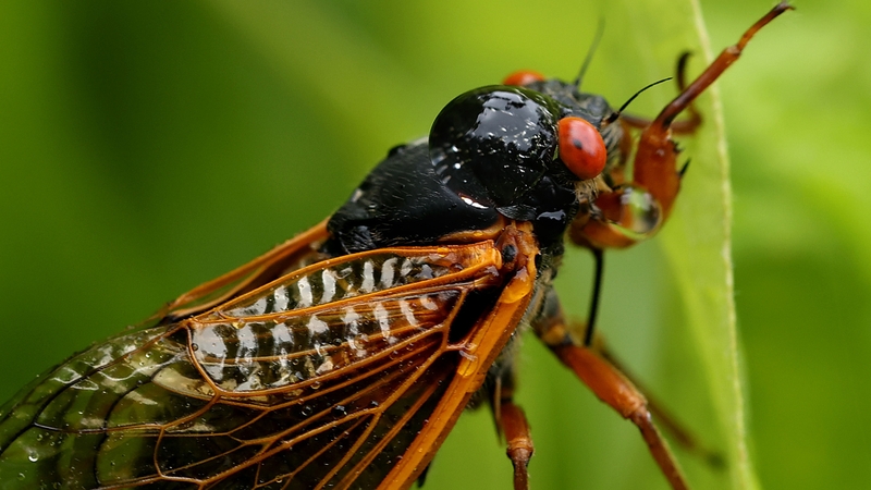 Swarm of cicadas filled the plane's engines