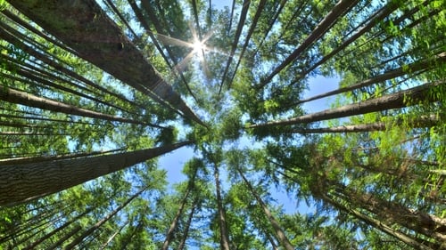 G7 to endorse a nature compact, aimed at halting and reversing biodiversity loss by 2030