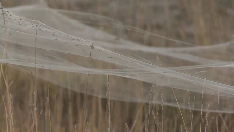 Webs covered road signs, tall grass and trees near the town of Longford