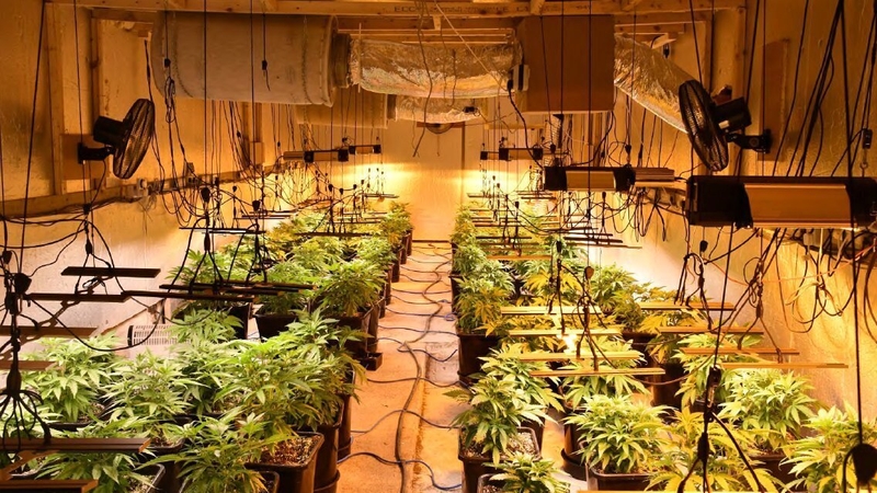 Gardaí say the 'sophisticated growhouse' was discovered in Frenchpark