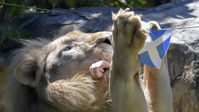 Boy grabs meat marked with national flags from a wire above his pen