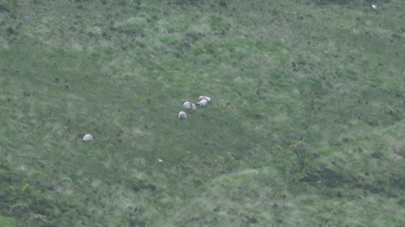 Farmers fear that the damage caused by the dogs could be worse, as they have not been able to account for all their animals yet