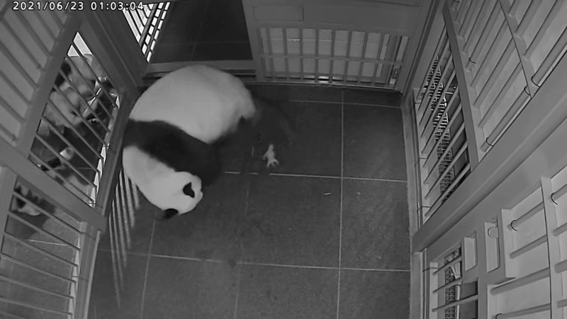 Shin Shin with one of her cubs