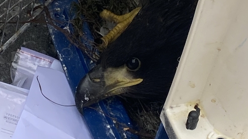 The chicks will spend up to eight weeks in purpose-built flight cages being cared for and monitored by National Parks and Wildlife Service staff before being released at four Munster sites in August