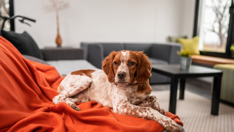 Some landlords are charging extra rent for tenants who keep pets