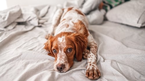Woof