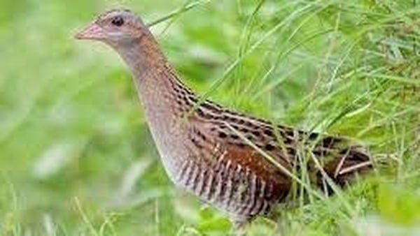 Sunday Miscellany: Corncrakes: Answering the Call by Geoff Power